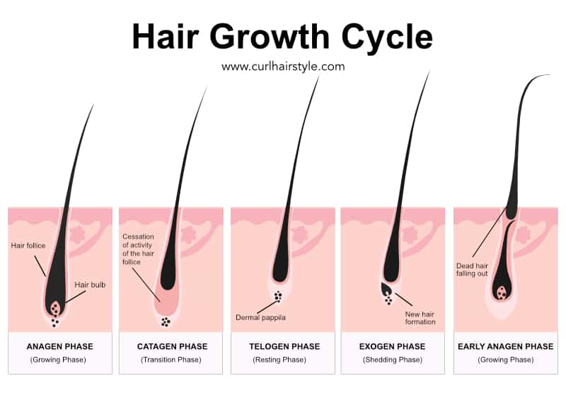 hair growth cycle